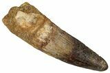 Fossil Spinosaurus Tooth - Real Dinosaur Tooth #354791-1
